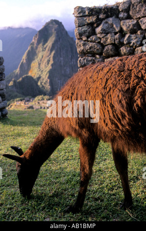 Alpaca pascolo a le rovine Inca di Machu Picchu a UNESCO World Heritage Site vicino alla Valle Sacra in Perù Foto Stock