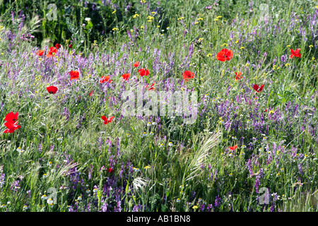 Fiori di papavero e di erba che cresce su un cerotto della massa dei rifiuti nel sud della Spagna Europa UE Foto Stock