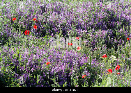 Fiori selvatici che crescono su una patch di massa dei rifiuti nel sud della Spagna Europa UE Foto Stock