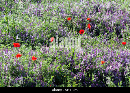 Fiori selvatici che crescono su una patch di massa dei rifiuti nel sud della Spagna Europa UE Foto Stock