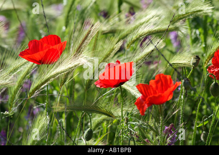 Fiori di papavero e di erba che cresce su un cerotto della massa dei rifiuti nel sud della Spagna Europa UE Foto Stock