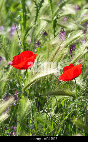 Fiori di papavero e di erba che cresce su un cerotto della massa dei rifiuti nel sud della Spagna Europa UE Foto Stock