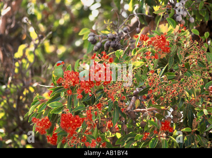 Due muschio parrocchetti Glossopsitta concinna alimentando in fioritura rossa eucalipto Foto Stock