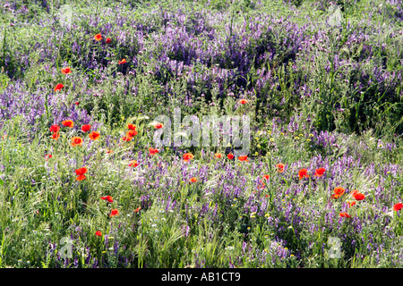 Fiori selvatici che crescono su una patch di massa dei rifiuti nel sud della Spagna Europa UE Foto Stock