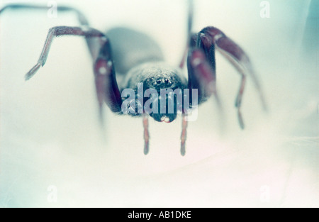 Australian white tailed spider Lampona cylindrata sul web di seta Foto Stock