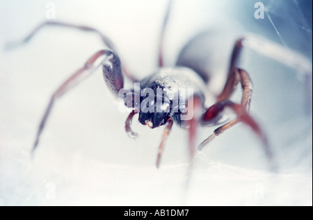 Australian white tailed spider Lampona cylindrata sul web di seta Foto Stock