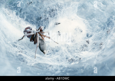Australian white tailed spider Lampona cylindrata madre e neonati sul web di seta Foto Stock