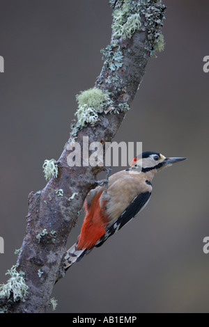 Picchio rosso maggiore Dendrocops major maschio adulto sul ramo di betulla Scozia Febbraio Foto Stock