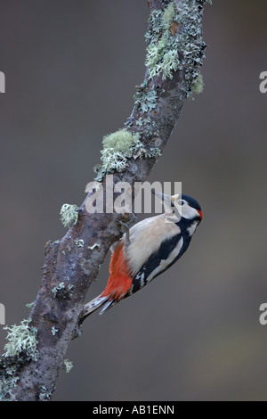 Picchio rosso maggiore Dendrocops major maschio adulto sul ramo di betulla Scozia Febbraio Foto Stock