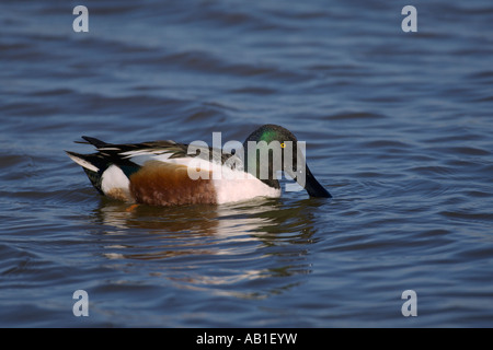 Northern mestolone Anas clypeata drake dedicarmi North Norfolk Inghilterra Marzo Foto Stock