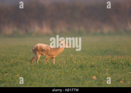 Acqua cinese deer Hydropotes inermis Norfolk Inghilterra Marzo Foto Stock