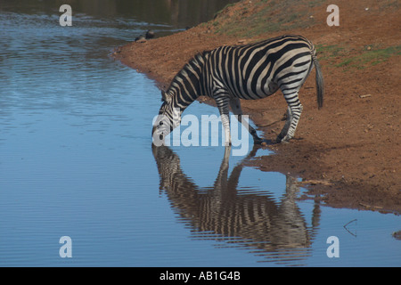 Chapman's zebra, Equus burchelli Chapmanii Foto Stock