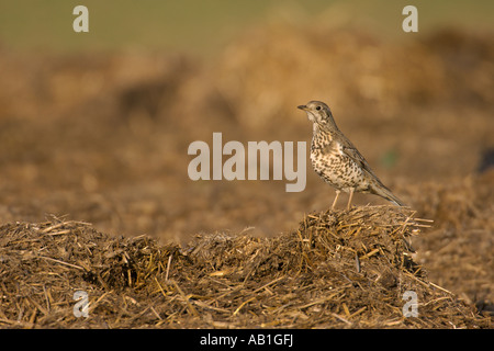 Mistle thrush Turdus viscivorus adulto su farm midden mucchio Hertfordshire Inghilterra possono Foto Stock