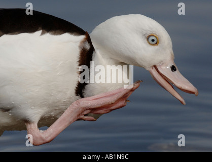 Radjah Shelduck tadorna radjah Foto Stock