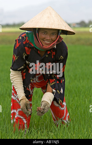 La donna nel cappello conico lavora in risaia Vietnam Foto Stock