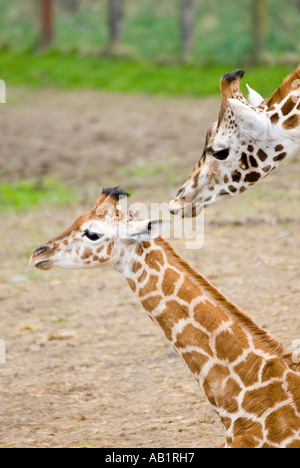 Giraffa Rothschild amore materno di Longleat Wiltshire Regno Unito Foto Stock