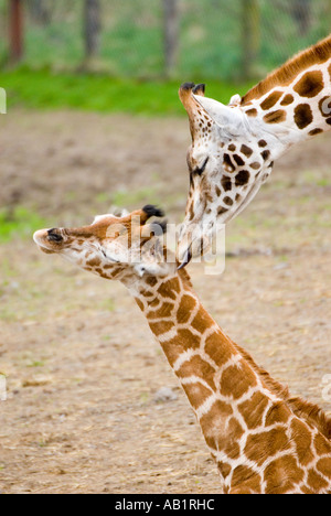 Giraffa Rothschild amore materno di Longleat Wiltshire Regno Unito Foto Stock