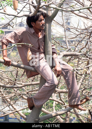 Indiano salite ventola alta nella struttura ad albero per guardare i test match in Wankhede Stadium Churchgate di Bombay in India Foto Stock