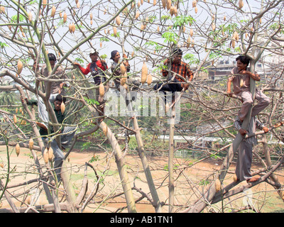 Test indiani tifosi di cricket salita elevato nella struttura ad albero di peer in Wankhede Stadium Churchgate di Bombay in India Foto Stock