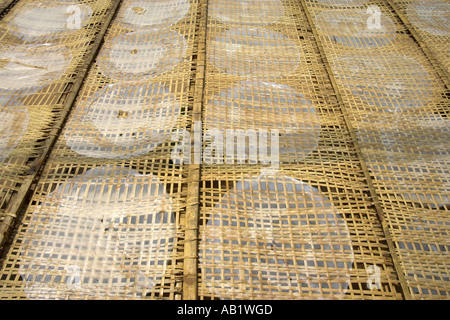 Roundels trasparente di carta di riso essiccazione su bambù telaio a traliccio Vietnam Foto Stock