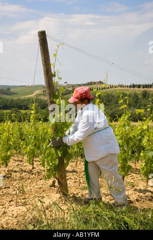 Le persone che lavorano nei vigneti. La viticoltura, la potatura e la legatura del vigneto Toscana Italia, Europa, UE Foto Stock