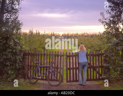 Ciclista cerca su porta verso apple orchard Wisbech Cambridgeshire England Regno Unito Foto Stock