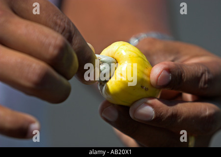 Anacardi viene facilmente separato dal suo frutto giallo dalla torsione di Goa in India Foto Stock