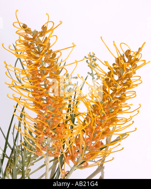 Fotografia di stock di un australiano nativo di grevillea fiore. DSC 9280 Foto Stock