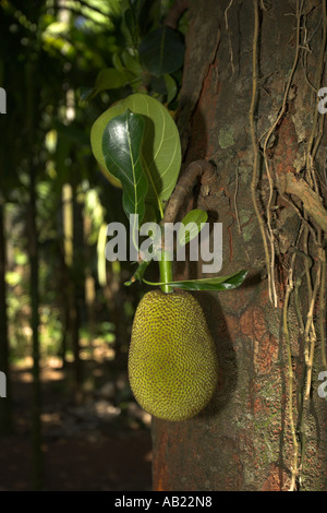 Jackfruit rispetto di produce l'albero del pane insipido carnose e dolci di frutta di colore giallastro all'interno della carne spezie Sahakari Farm Ponda Goa Foto Stock