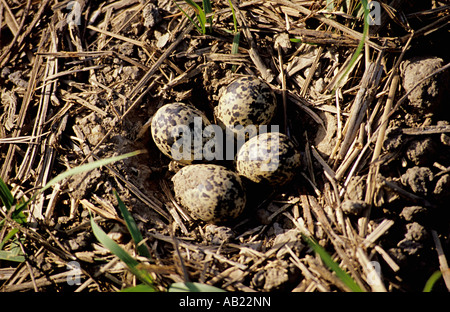 Rosso- Wattled pavoncella uova in Kanha, Madhya Pradesh, India Foto Stock