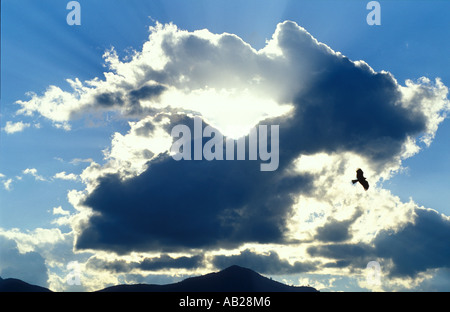 Eagles soaring over Swayambhu Monkey Temple Kathmandu in Nepal Foto Stock