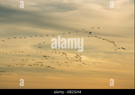 Brent Goose gregge nella serata di volo Branta bernicla razza hrota brigantino NWR New Jersey USA Foto Stock