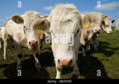 Dh Carni bovine vacche bovini del Regno Unito giovani bianco beef cow mandria Isole Orcadi Scozia close up farm testa faccia regno unito Foto Stock