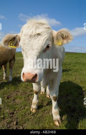 Dh Carni bovine vacche bovini del Regno Unito giovani bianco beef cow farm capo bestiame face close up regno unito Foto Stock