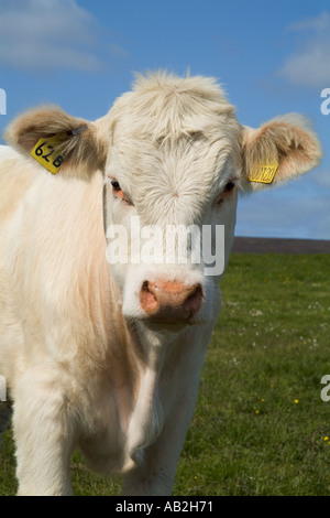 dh giovane mucca di manzo Scozia BESTIAME UK FATTORIA ANIMALI scozzesi bianco bestiame primo piano faccia uk animale agricolo britannico guardando in camera singola Foto Stock