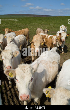 dh bovini bovini bovini bovini Regno Unito Bianco giovane bovino bovino vitelli mandria pascolo terra campo animali da fattoria orkney bestiame scozia Foto Stock