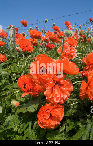 dh POPPY UK Red papaveri selvatici closeup al lato esterno campo da fiori stradali fiore teste vicino scozia Foto Stock