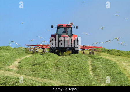 dh Tractor rastrellatura insilato RACCOLTA UK Grass per la raccolta di gabbiani nutrimento uccelli farro terreni agricoli in scozia Foto Stock