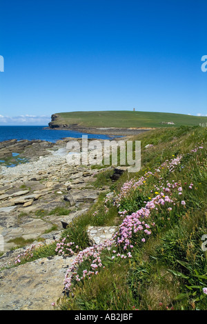 dh Marwick Bay BIRSAY ORKNEY Sea picks Thrift Armeria maritima Fiori selvatici Scozia costa fiore di primavera Foto Stock