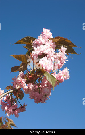 Un ramo di mandorla blossom, impostare contro un cielo blu brillante. Foto Stock