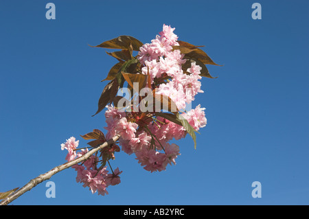 Un ramo di mandorla blossom, impostare contro un cielo blu brillante. Foto Stock