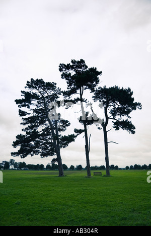 Alberi di pino e panca su Durdham giù Bristol Inghilterra Foto Stock