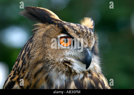 Gufo reale il gufo reale Bubo bubo Gufo Reale Il Gufo reale è molto potente e grande rapace Foto Stock