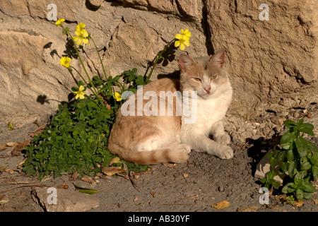 Kitten in appoggio sotto il sole di Cipro Foto Stock