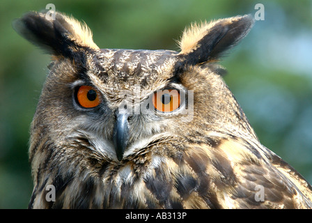 Gufo reale il gufo reale Bubo bubo Gufo Reale Il Gufo reale è molto potente e grande rapace Foto Stock