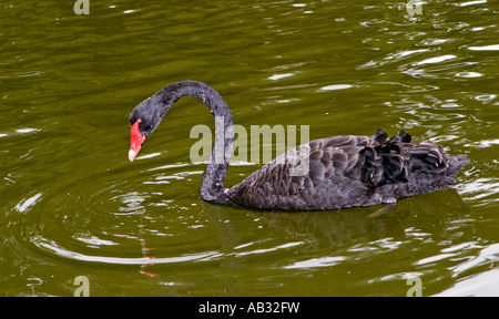 Un Black Swan (Cygnus atratus) in Australia Occidentale Foto Stock