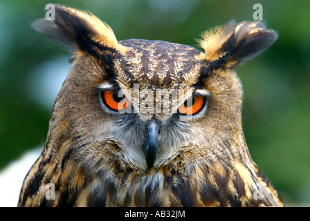 Gufo reale il gufo reale Bubo bubo Gufo Reale Il Gufo reale è molto potente e grande uccello rapace Foto Stock