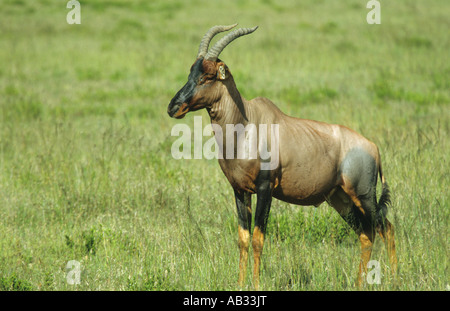 Topi Damaliscus korrigum in piedi in erba lunga sul Serengeti Tanzania Africa orientale Foto Stock