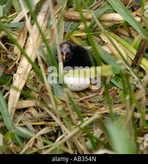 Nuovo nato pulcino con uovo Foto Stock