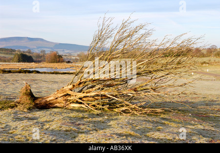 Albero soffiato da venti alti su Mynydd comune Illtyd vicino a Brecon Powys South Wales UK Foto Stock